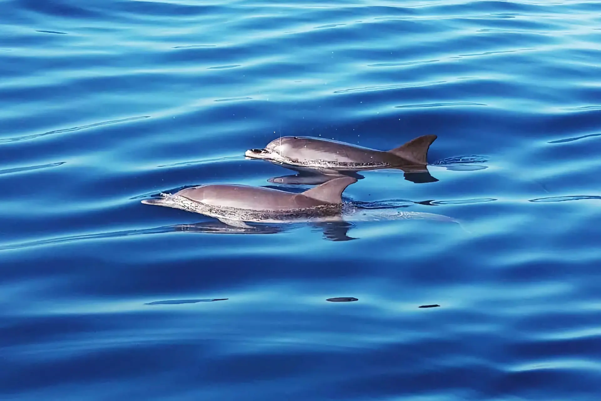 Наблюдение за дельфинами